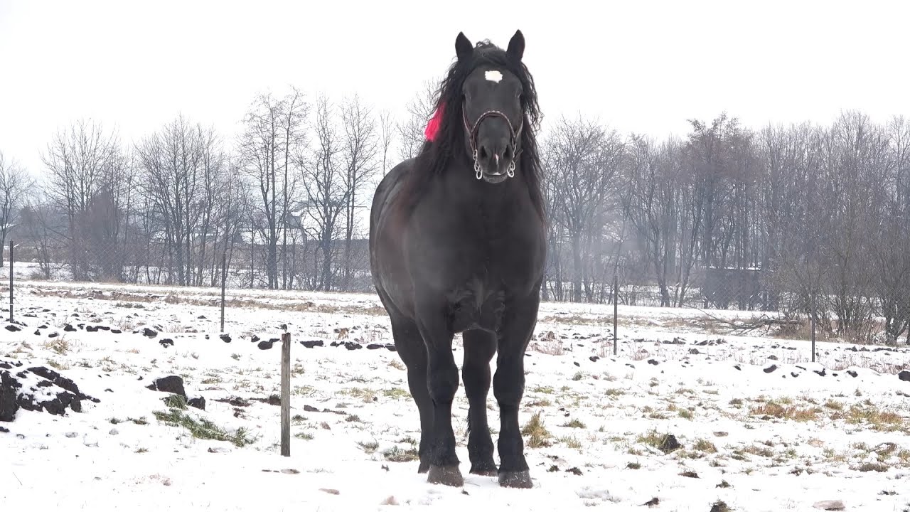 Caii lui Ilie Hutan de la Horodnic de Sus, Bucovina - 2020/2021 Nou!!!