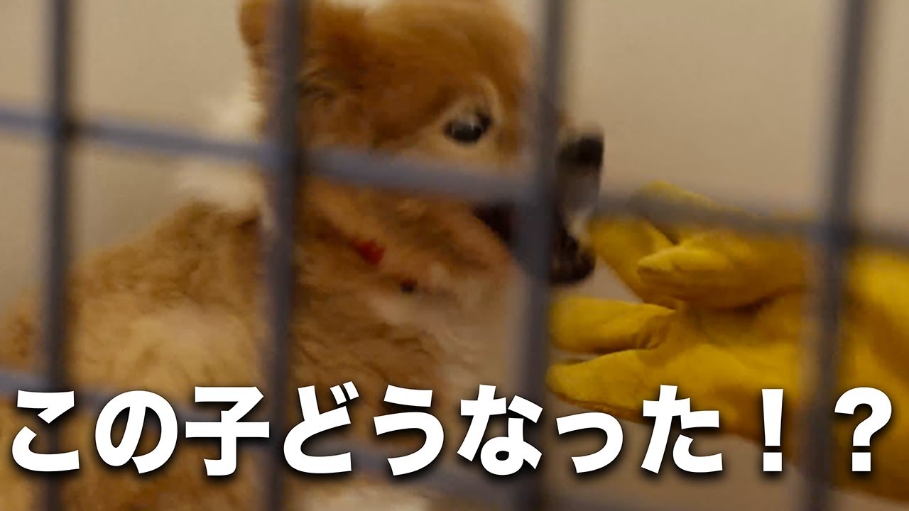 【獰猛犬】保健所で４年間檻に入っていた犬がついに...