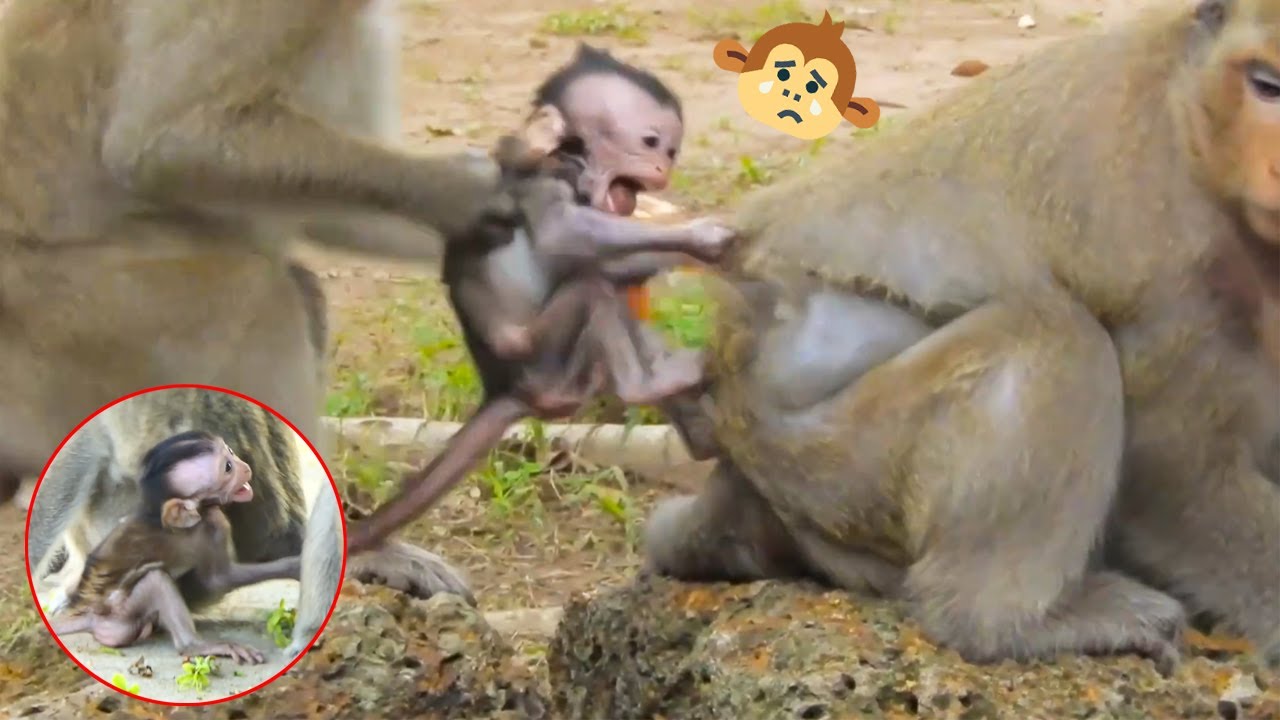 The little monkey was kidnapped by the big monkey, so pitiful.