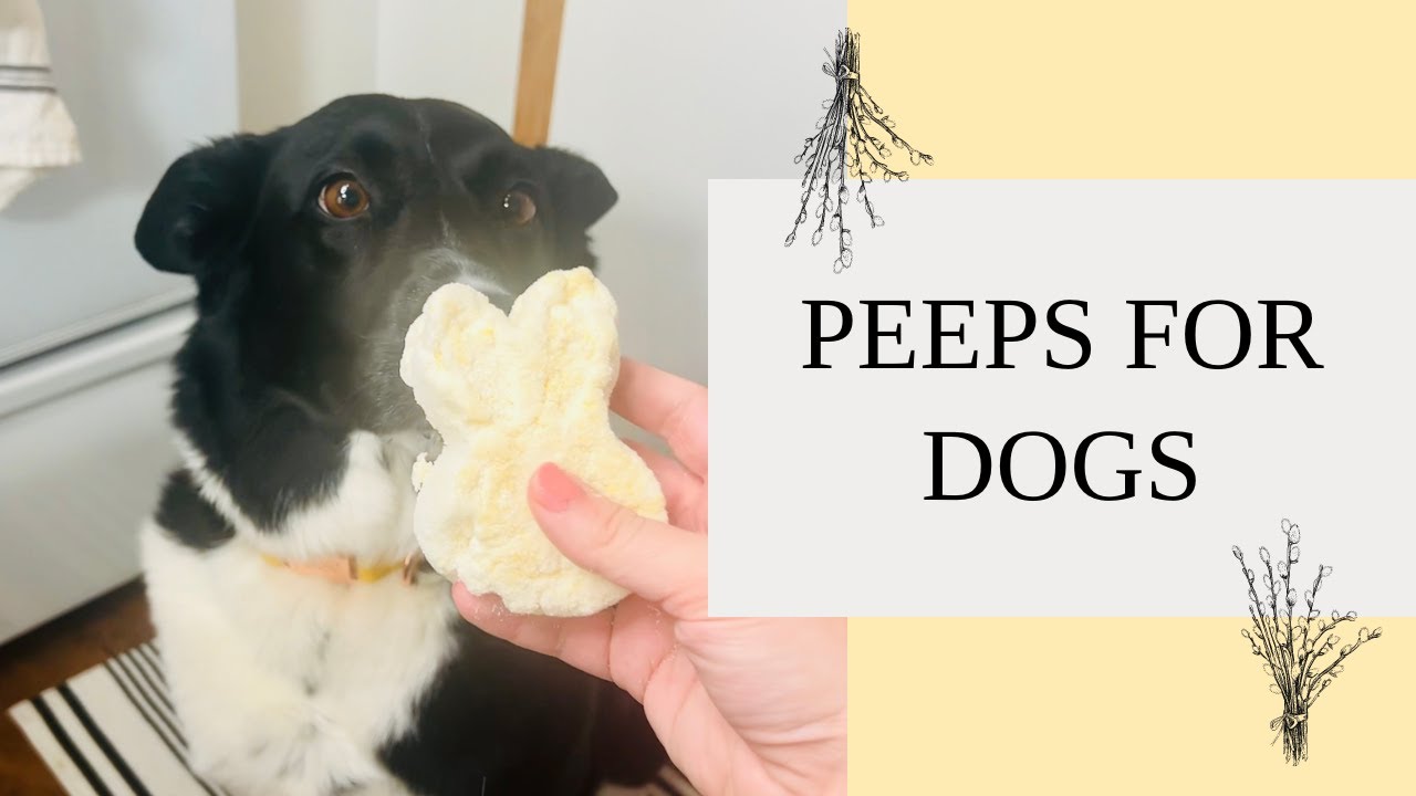 Easter Peeps for Dogs | DIY Marshmallow Dog Treats