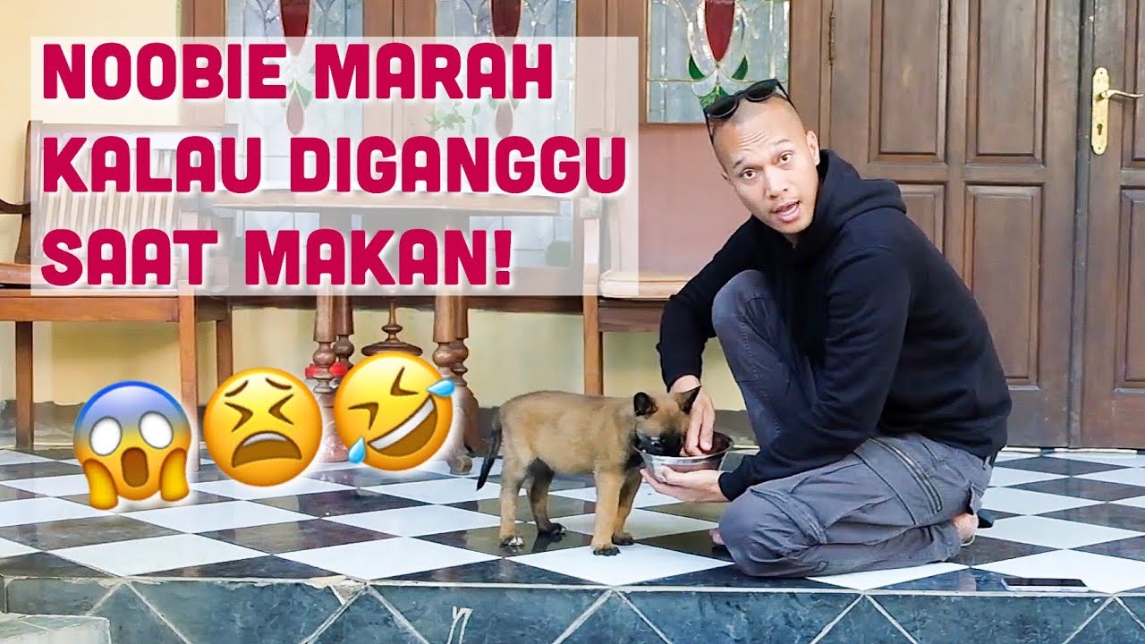 PENTING! GIMANA NGAJARIN ANJING BIAR GA GALAK SAAT MAKAN?