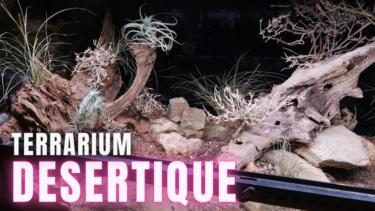 Aménagement d'un terrarium désertique pour Crotaphytus collaris collaris