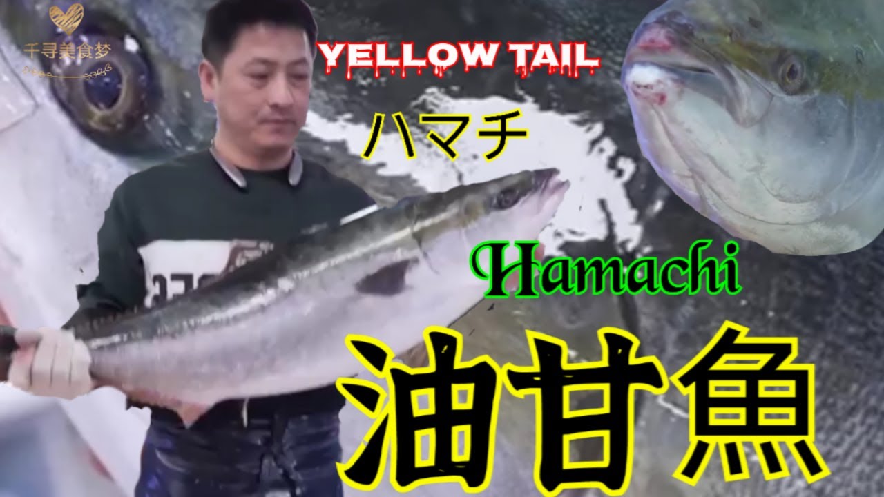 Top 10 Amazing Yellow tail Amber jack Cutting to Made Sashimi. 油甘魚