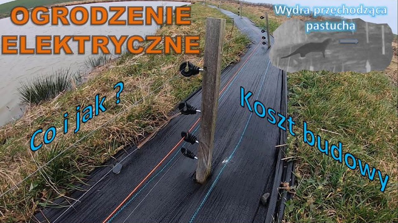 Ogrodzenie elektryczne || Jak zabezpieczyć staw przed wydrą||