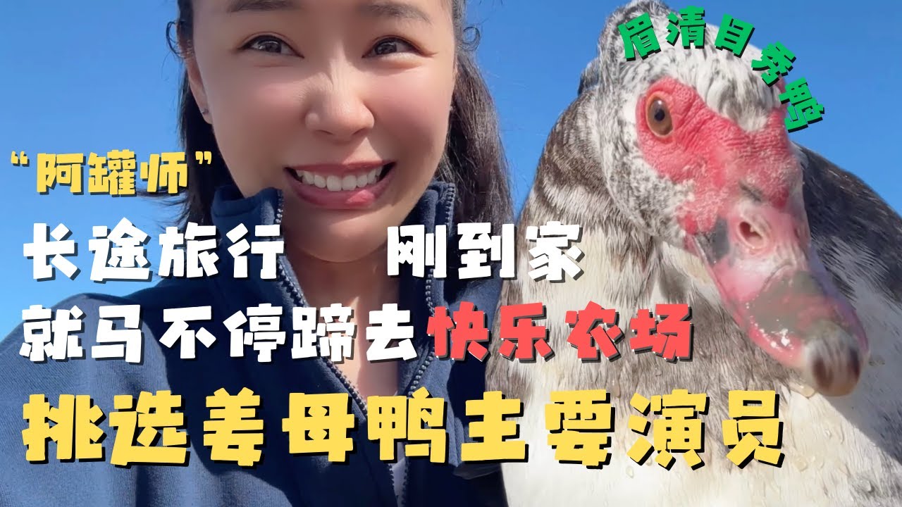 “阿罐师”在美国华人从零打造的快乐农场亲手挑选了台湾姜母鸭的上等食材正宗番鸭 还学会了开挖掘机！别人薅羊毛 我薅羊屎蛋儿🤣【欢迎开启cc字幕 可在设置里选择语言哦】
