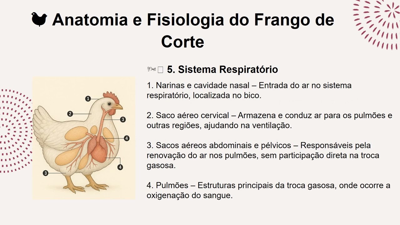 Anatomia e fisiologia (Frango de corte)