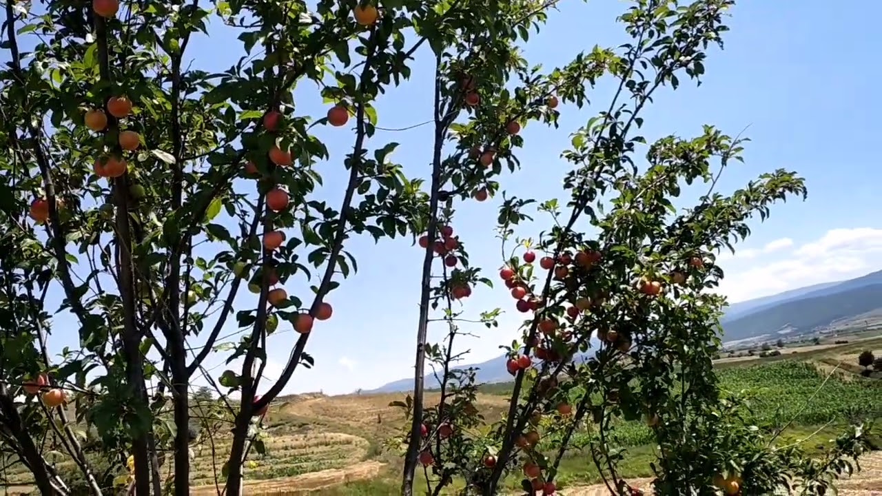 Kurban Bayramınız mübarek olsun Allah kabul etsin inşallah✅✅