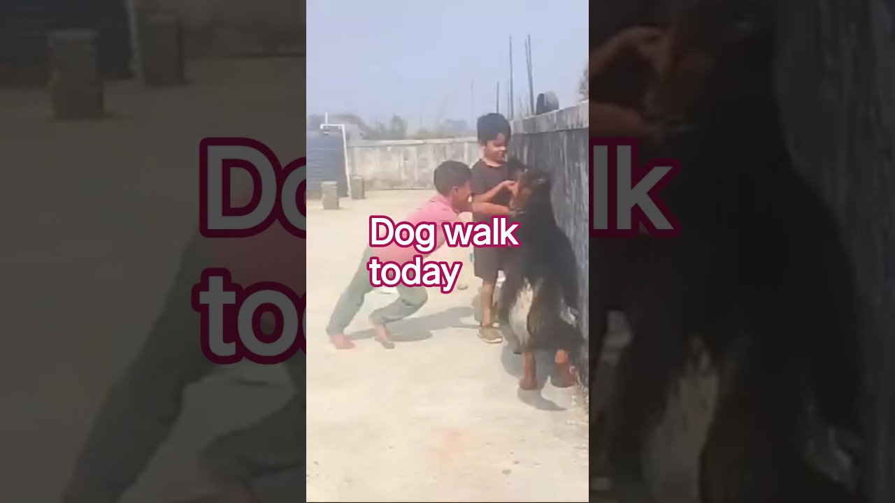 today dog new video sath dog playing video dog training video 