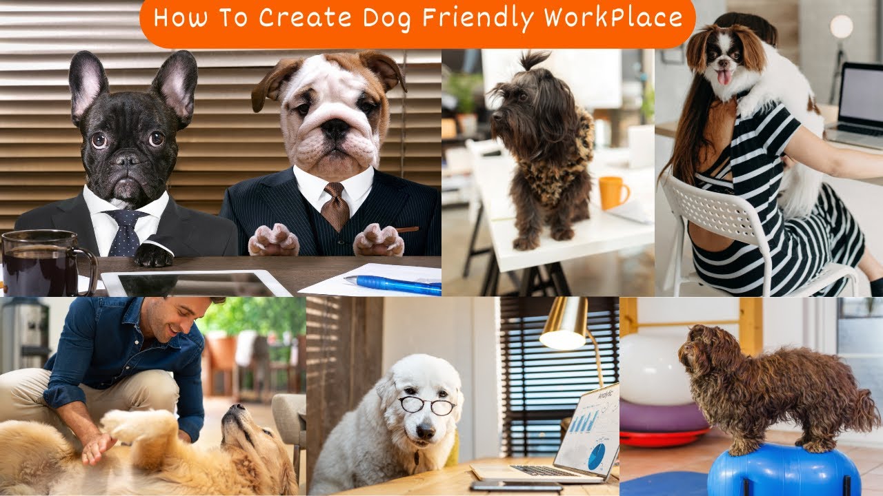 How To Create Dog Friendly Work Place  | V47 | Dogs | Dog | Dog Videos | Cute Dogs | Mr Dog