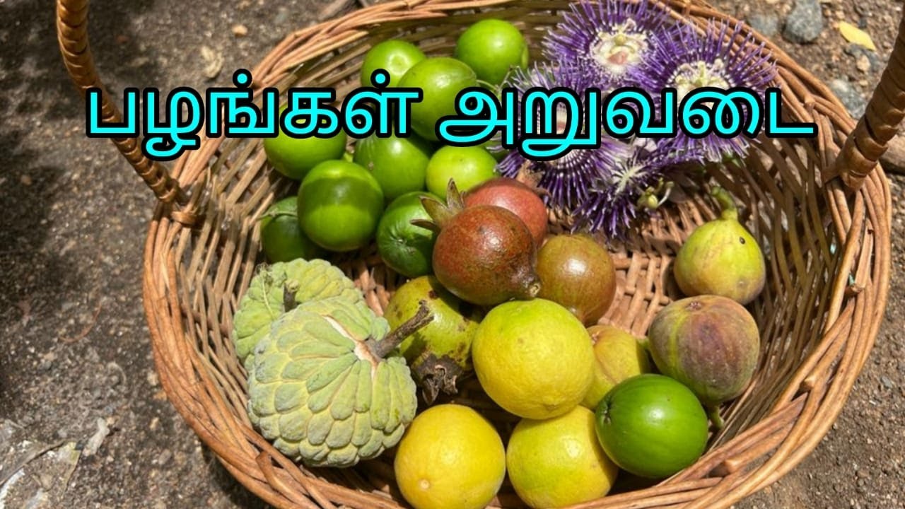 Fruits Harvesting in our garden in Tamil