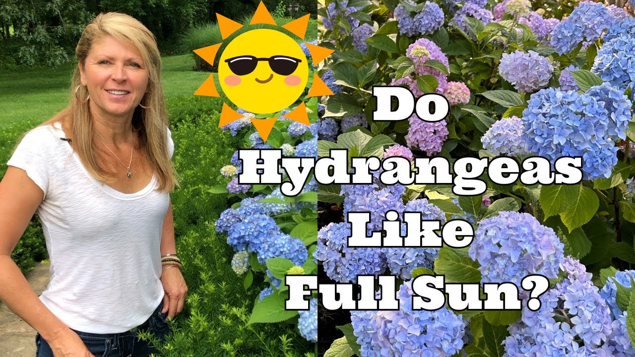 Do Hydrangeas Like Full Sun?