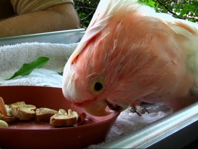 Cockatoo Named 'Cookie', Dies at 83 in Chicago