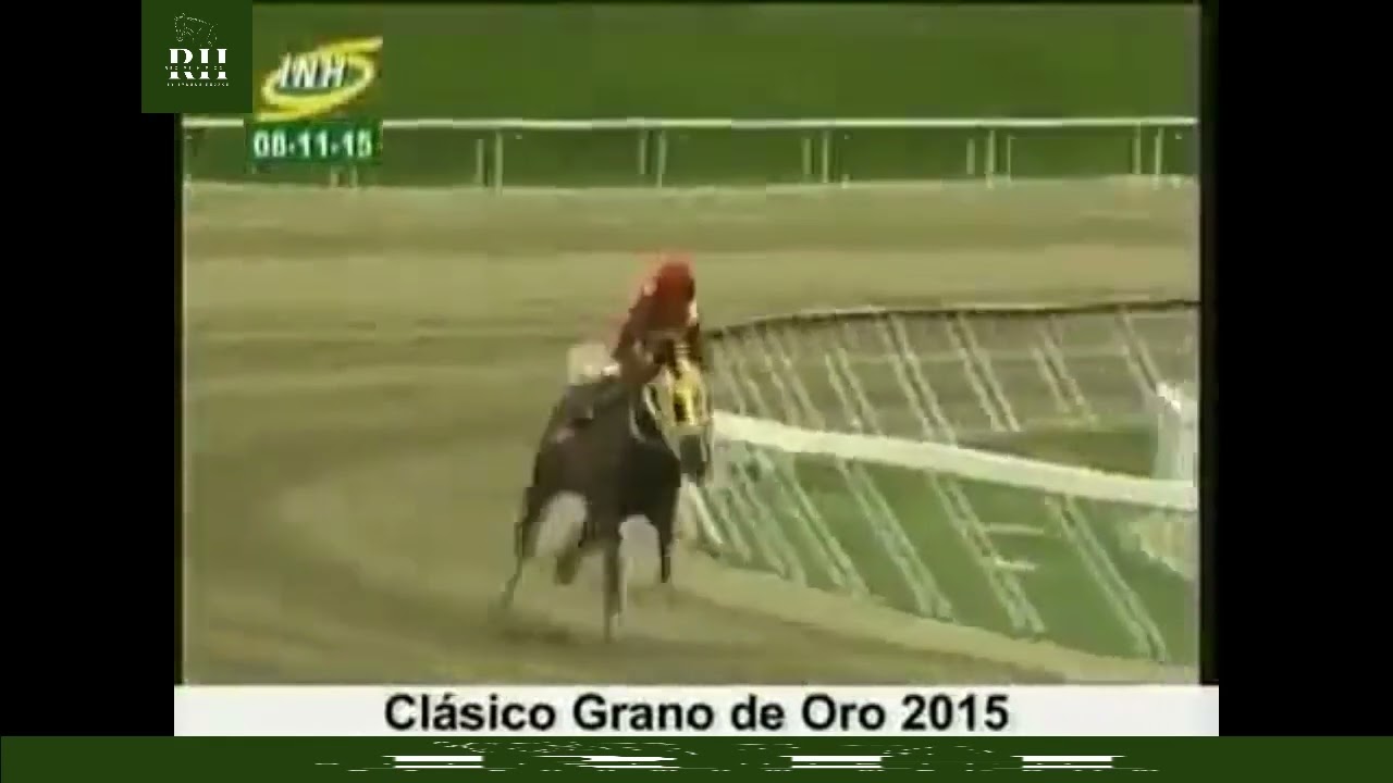 El caballo PEDRO CAIMAN salio a pasear sin rivales en el Clasico Grano de Oro año 2015.