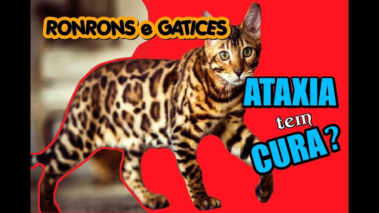 O que é Ataxia em Gatos? - Causas e Sintomas (Dicas sobre Gatos)