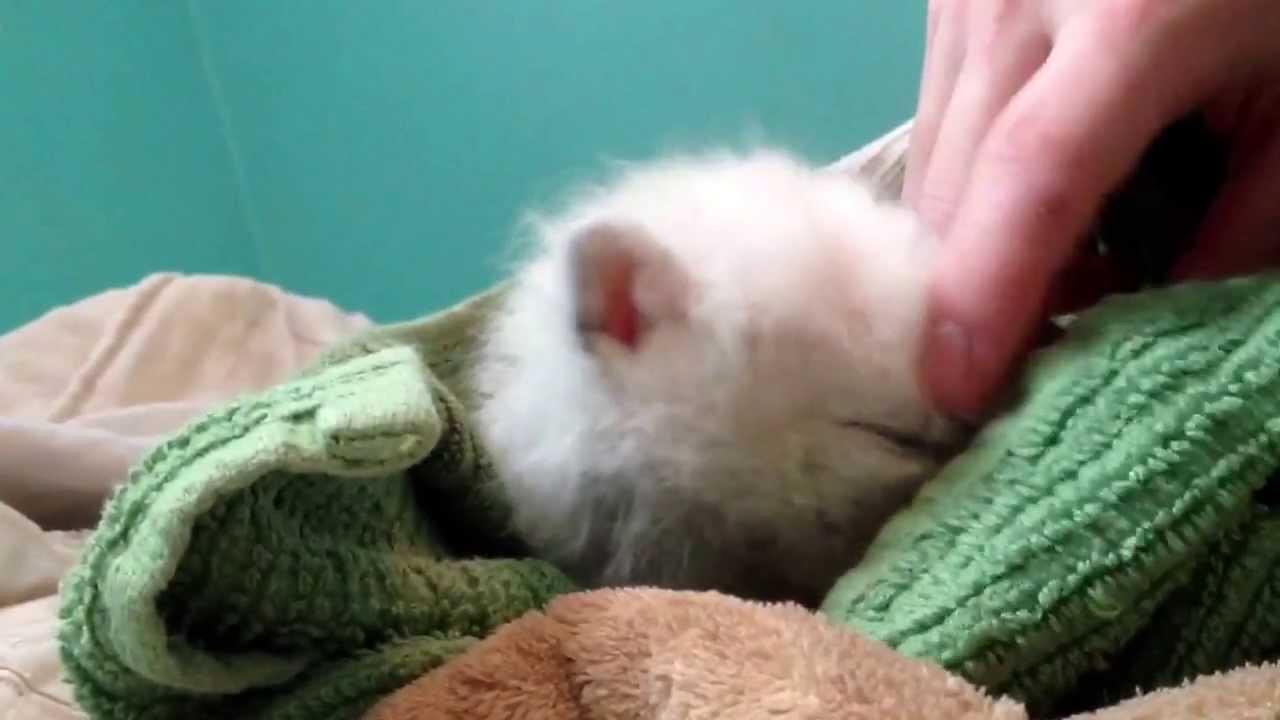 Ivy after her bath, tickled and growling polar arctic fox kit 4 weeks