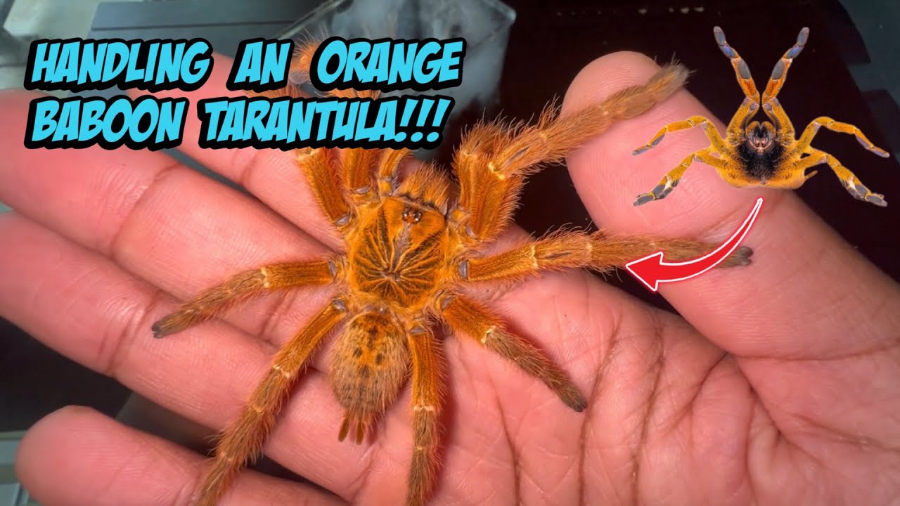 Handling My OBT For The Very First Time!!! Orange Baboon Tarantula