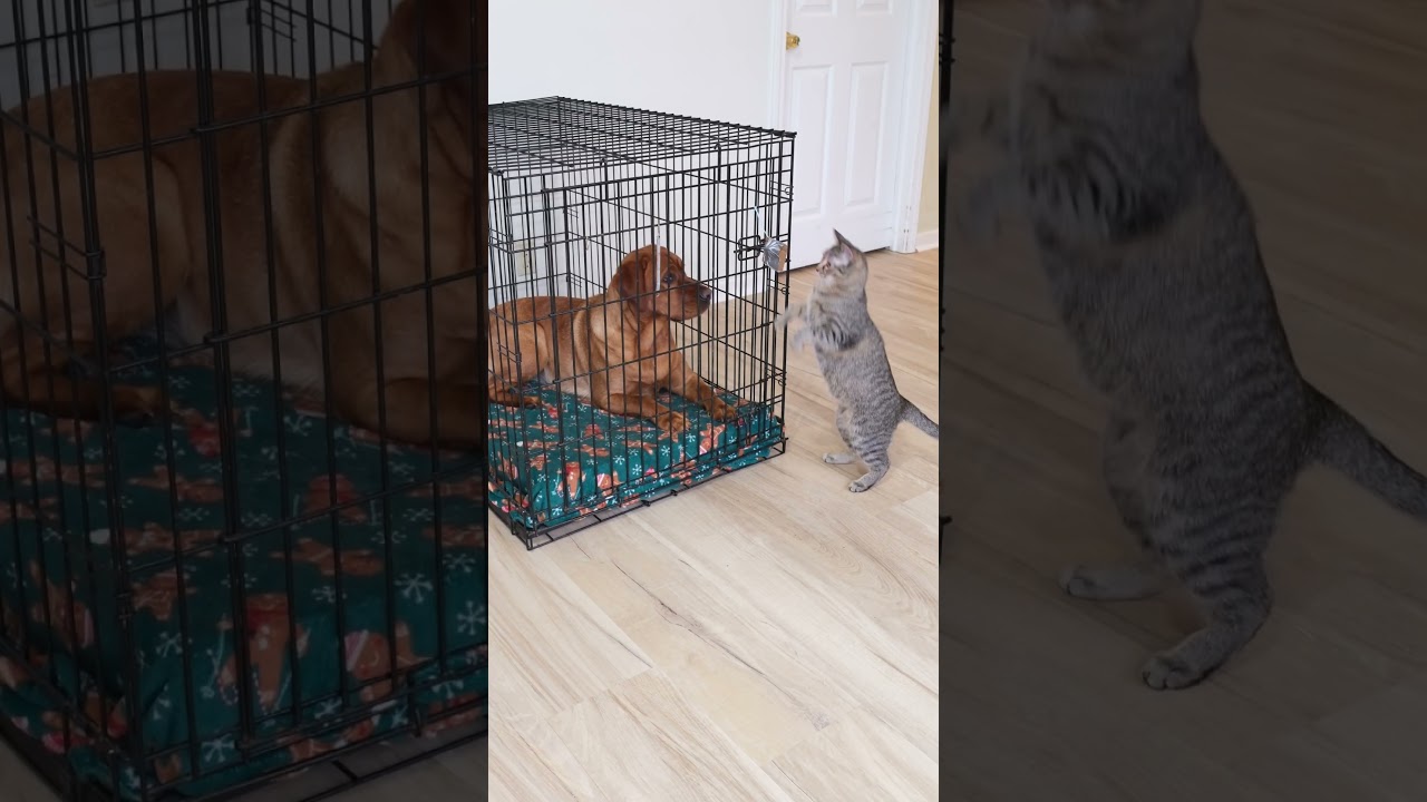 Cat Rescues Dog