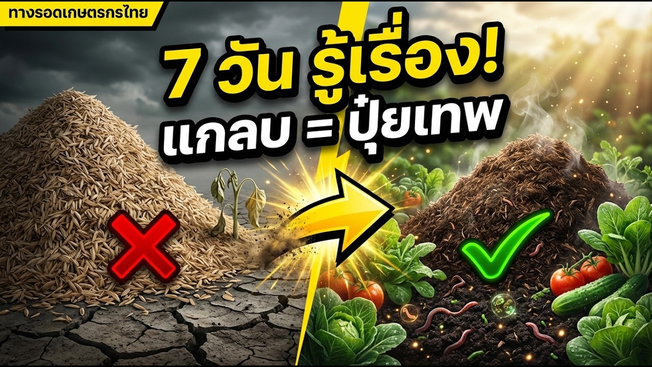 สูตรเร่งหมักแกลบ 7 วัน ดินดี ผักงามทันใจ