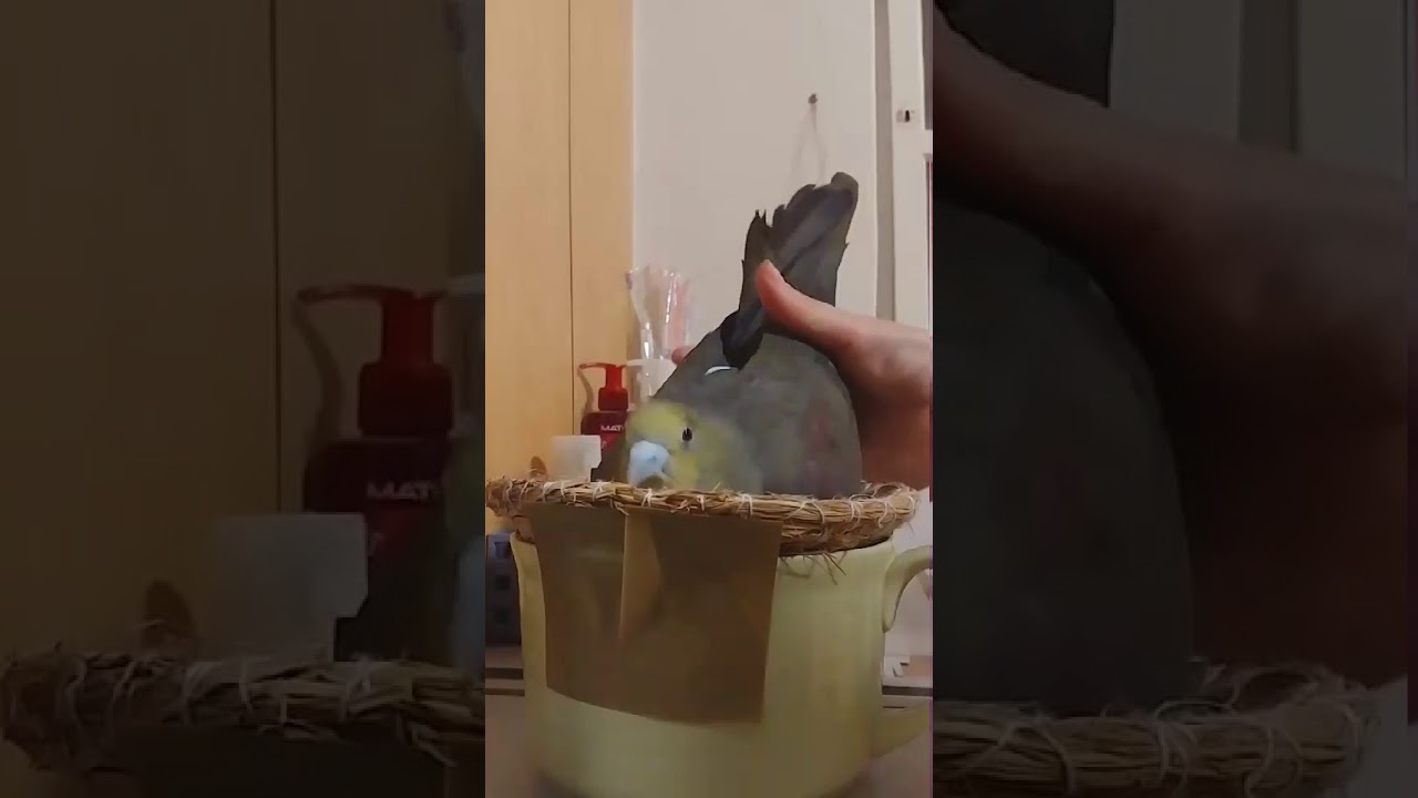 窩窩碰綠鳩 part.2