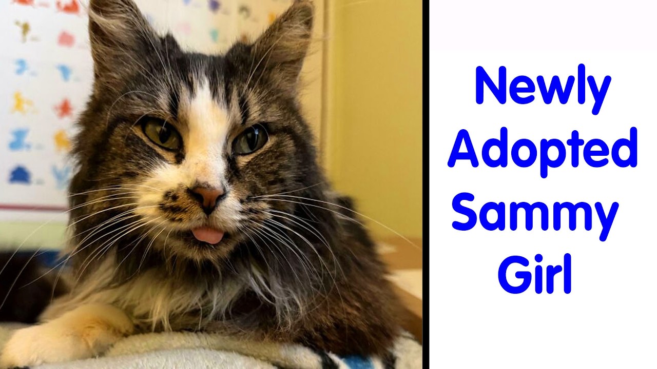 Adopted Animals Whose First Month In Their Forever Homes Is Pure Wholesomeness (February Edition)