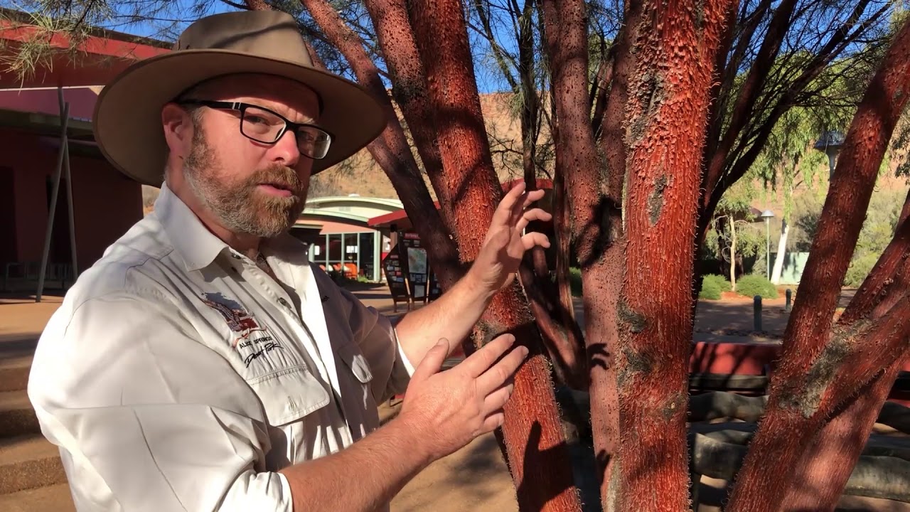 Discover the Desert  - Red Mulga