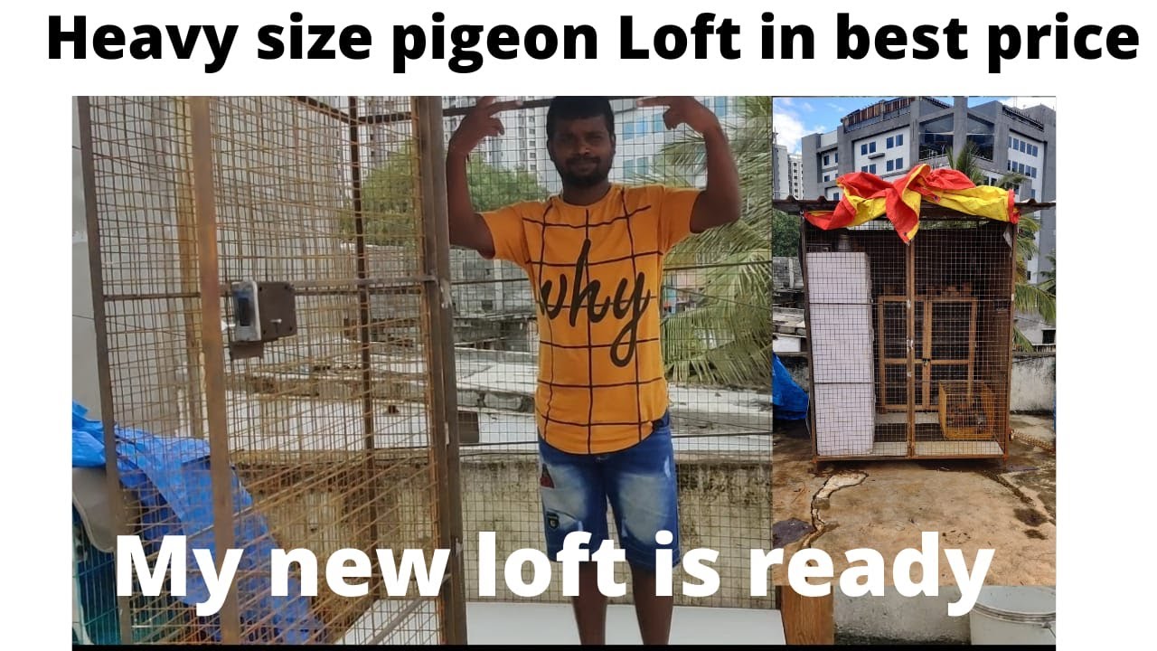 குறைந்தாசெலவில் best pigeon Loft Best pigeon loft in best price #petsworld #shokdhar
