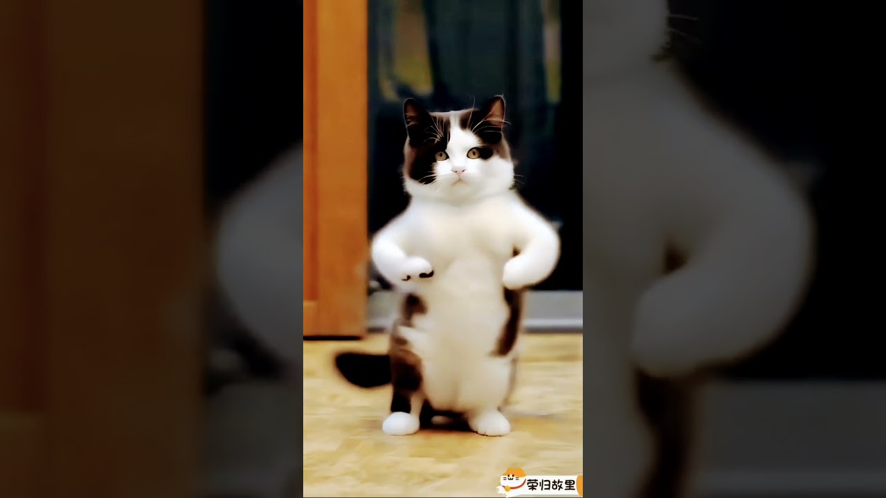 lok nic for cat dance joned