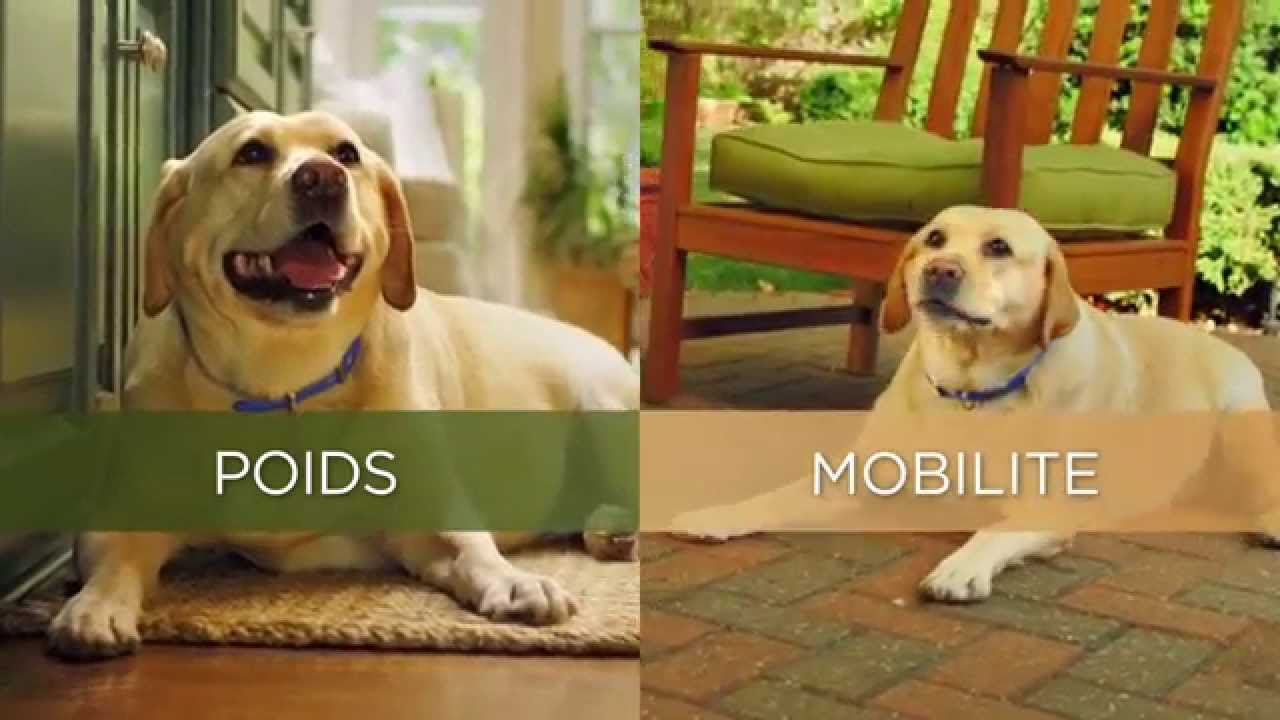 Hill's Prescription Diet Metabolic + Mobility pour votre chien : surpoids et articulations