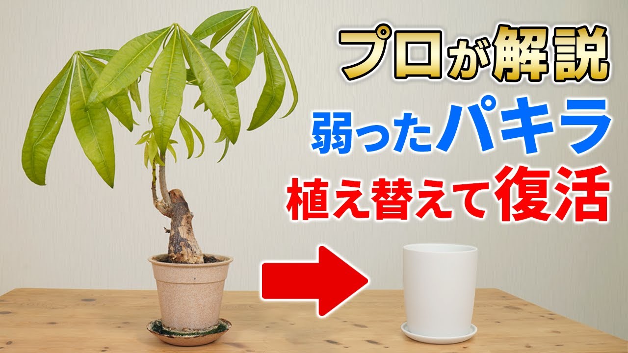 ＜パキラの植え替え＞観葉植物の専門家が解説【根詰まり・根腐れは？サイズ維持は？】埼玉