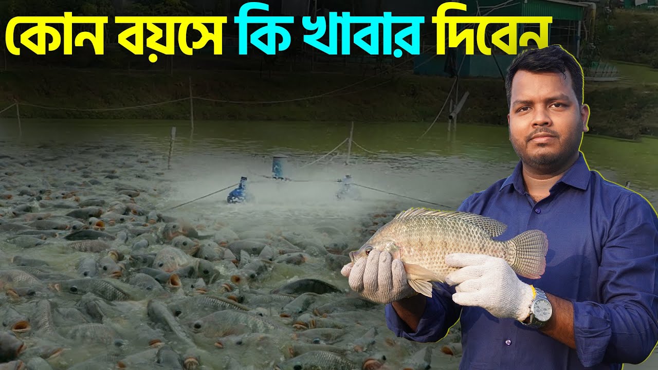তেলাপিয়া মাছের খাদ্য || তেলাপিয়া মাছকে কোন বয়সে কি খাদ্য দিবেন || Shakib Agro