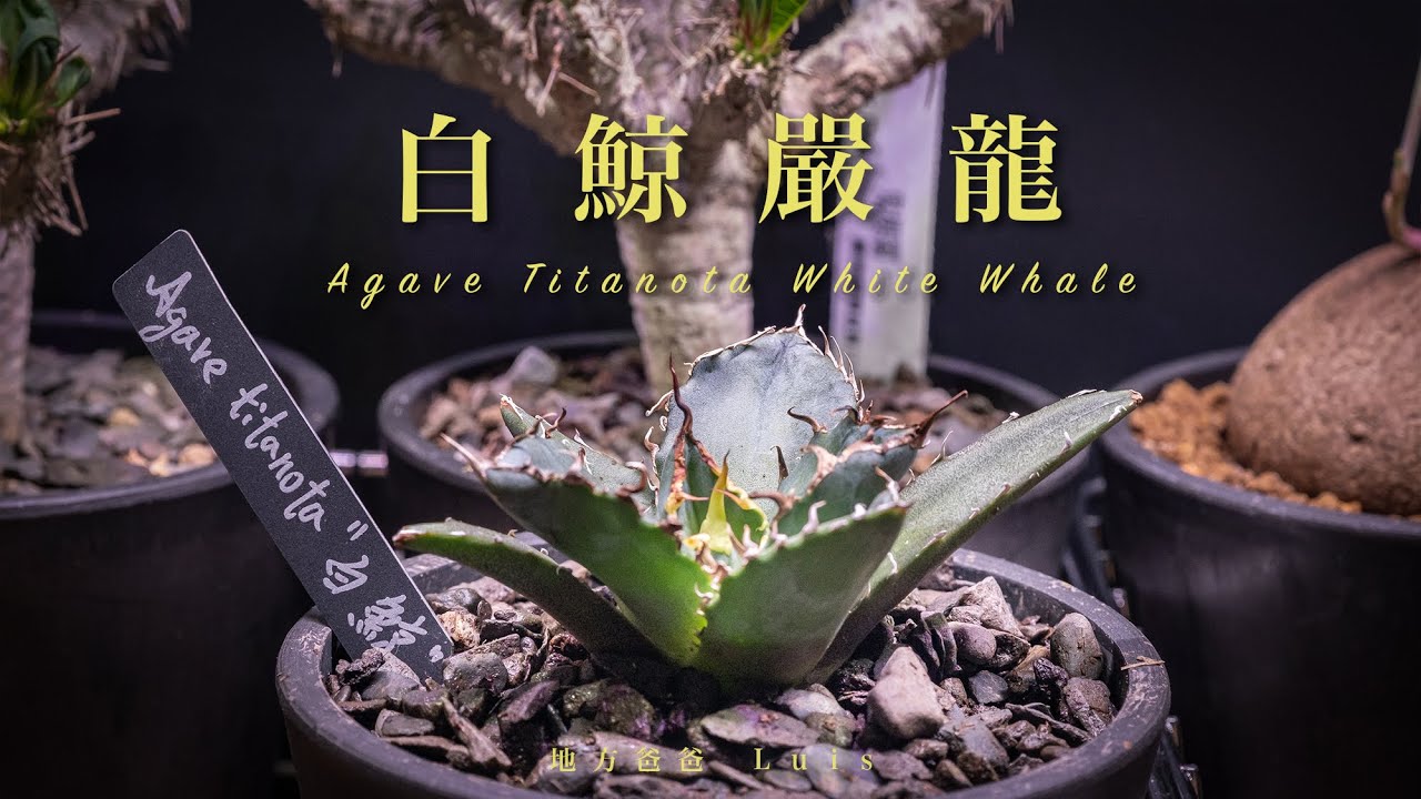 白鯨嚴龍 開箱｜龍舌蘭｜多肉植物｜Agave titanota White Whale｜Agave titanota