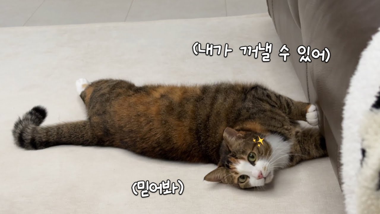 쇼파 밑에 들어간 장난감, 직접 꺼낼 줄 아는 고양이가 있다?🫢