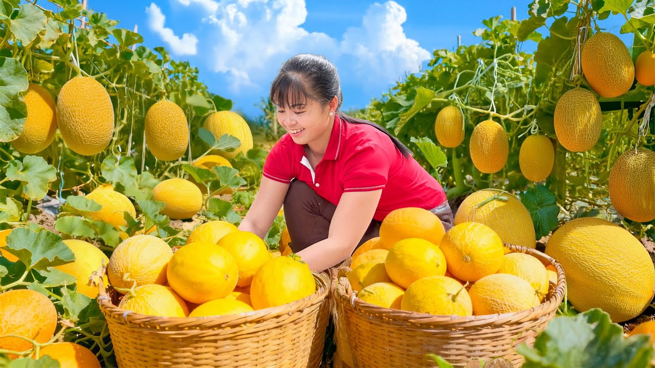 TIMELAPSE -- Harvest 200Kg Giant Delicious Cantaloupe & New Hybrid Cantaloupe Variety Discovered