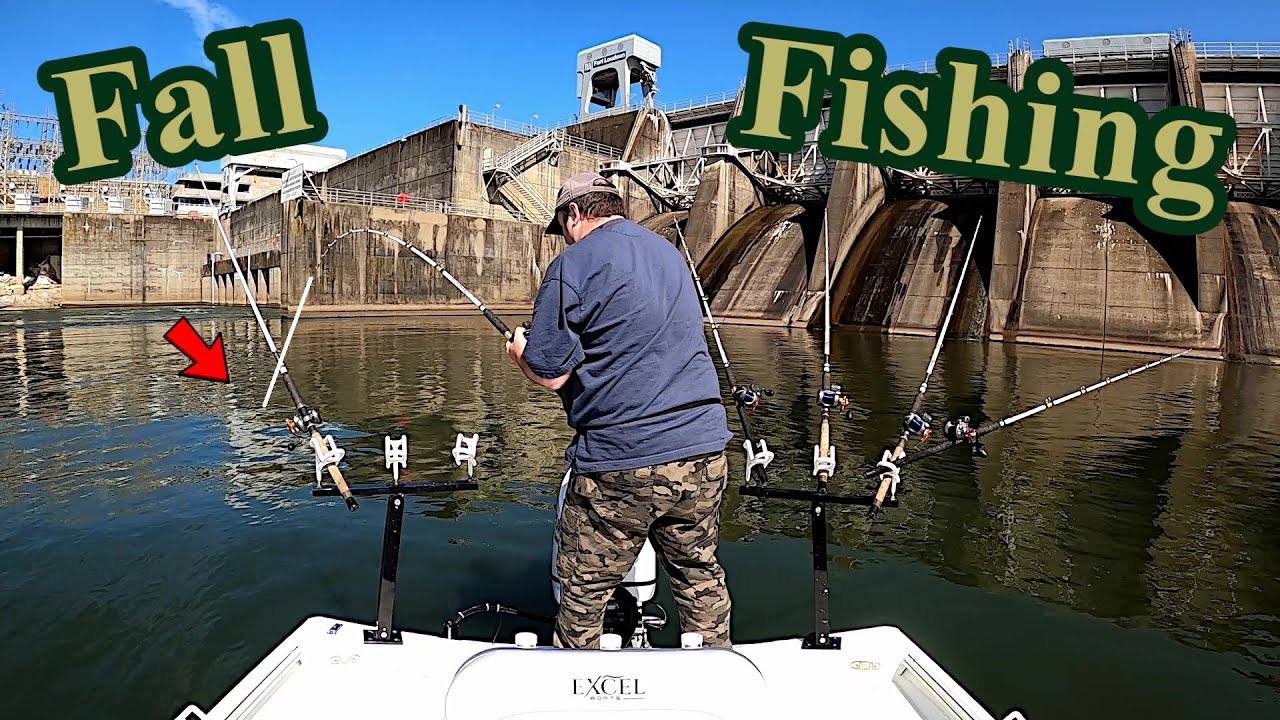 I Caught Fall Catfish Below First Tennessee River Dam