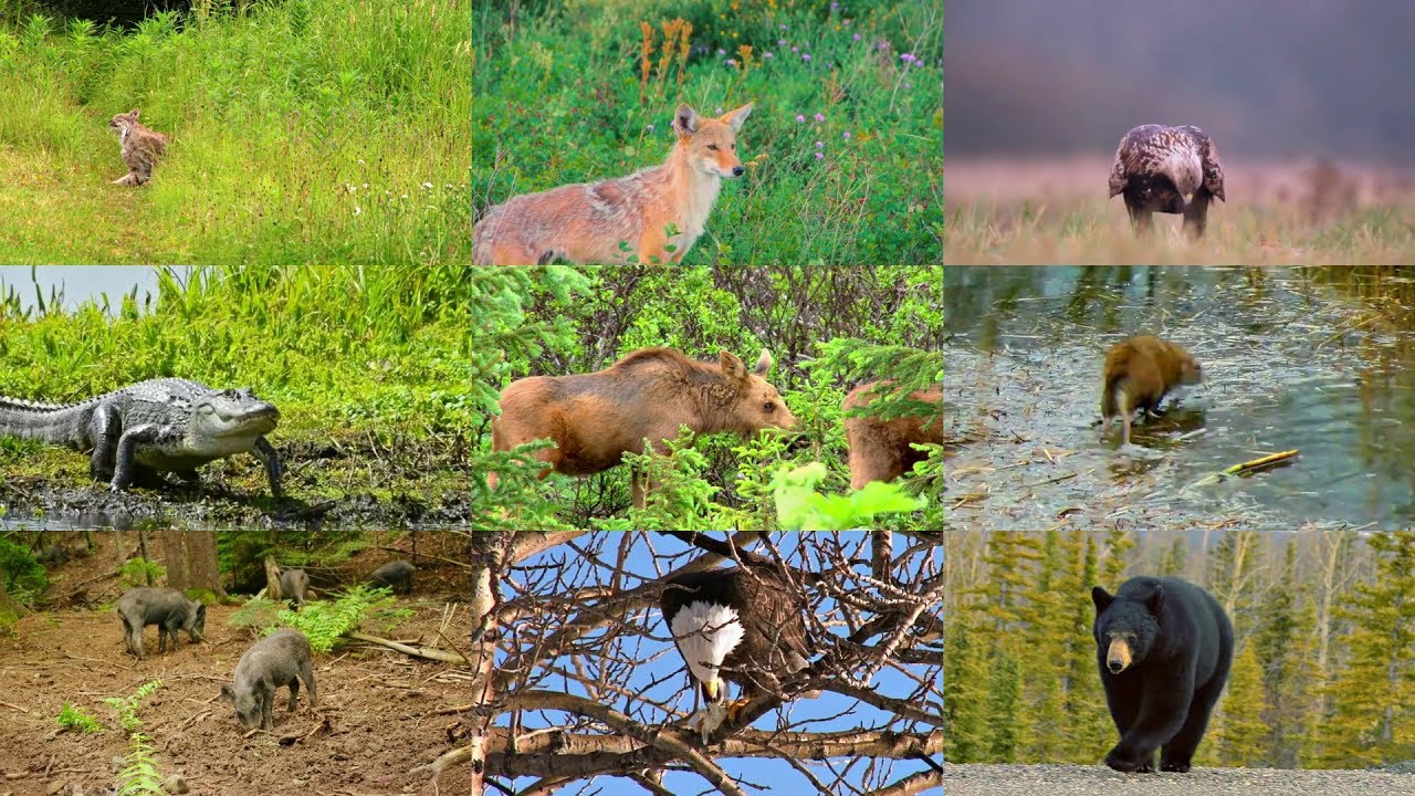 Animales de Norteamérica para niños en español (con vídeos)