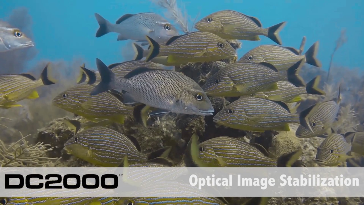 SeaLife Introduces DC2000 Digital Underwater Camera | SeaLife DC2000