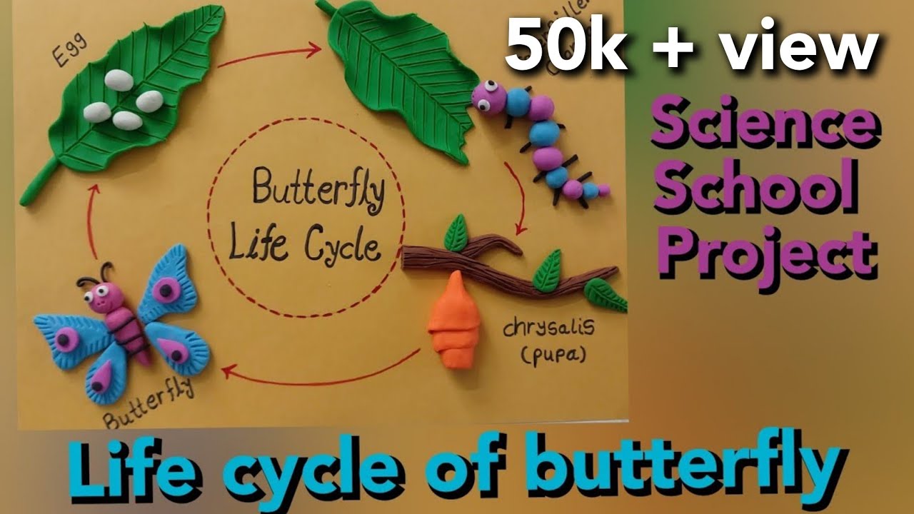 Life cycle of butterfly /3D butterfly life cycle using clay or doh/तितली का जीवन चक्र प्रोजेक्ट