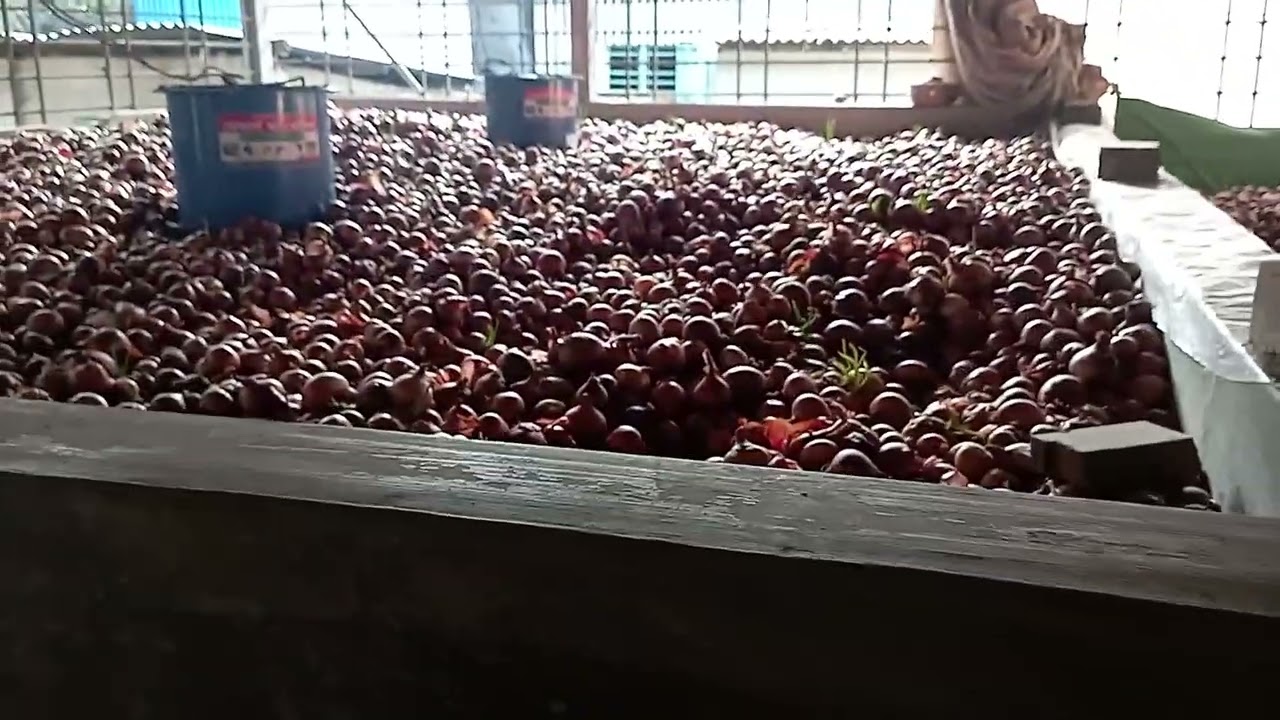 পিঁয়াজ সংরক্ষণ মেসিন তৈরি করতেছি যদি কারো লাগে ঠিকানা মেসার্স মা মেটাল ফরিদপুর 01717042645