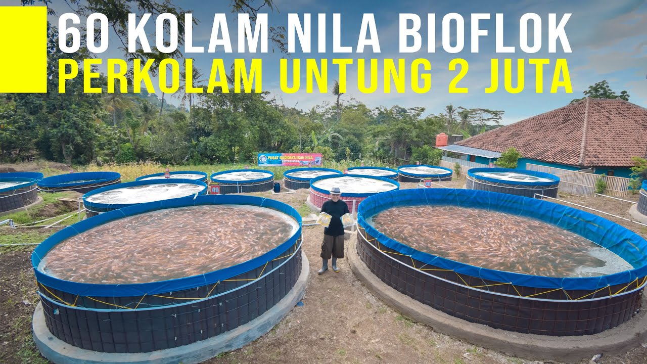 Peluang Usaha Budidaya Ikan Nila Bioflok Panen Cepat dan Untung 2 Juta Per Kolam