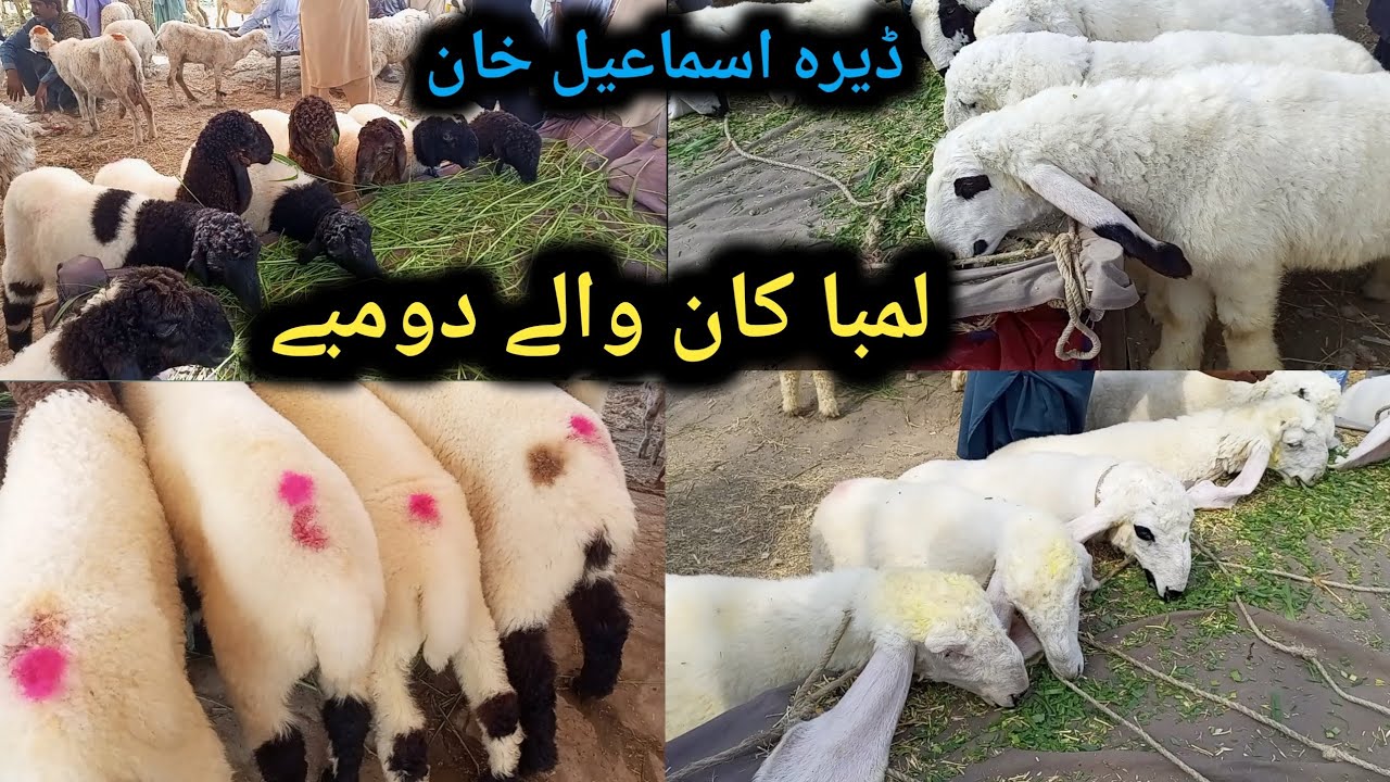 Dumba mandi 2025 black sheep mandi Dera Ismail khan letest video in dera ghazi khan
