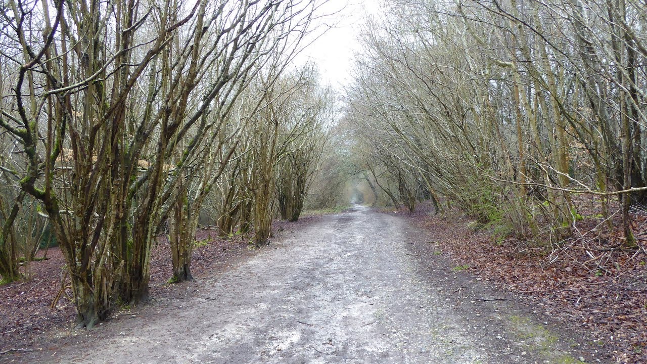 Bignor Hill Walk Scenery - West Sussex Walks - Tour England Walking Holidays UK