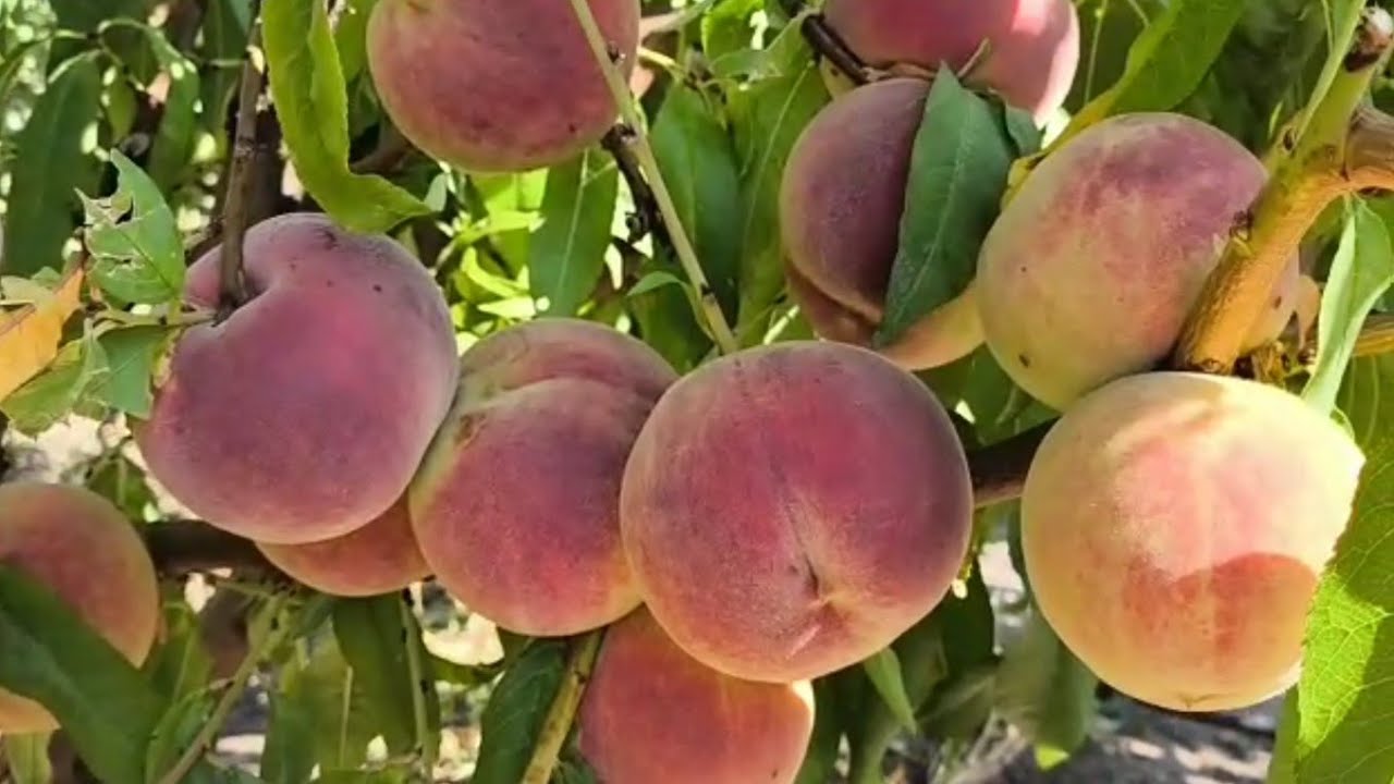 Персик Доуцер (Доцеур). Peach Douceur. Ультрапізній, солодкий сорт.