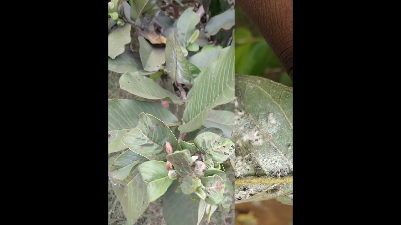 Major Disease in Guava