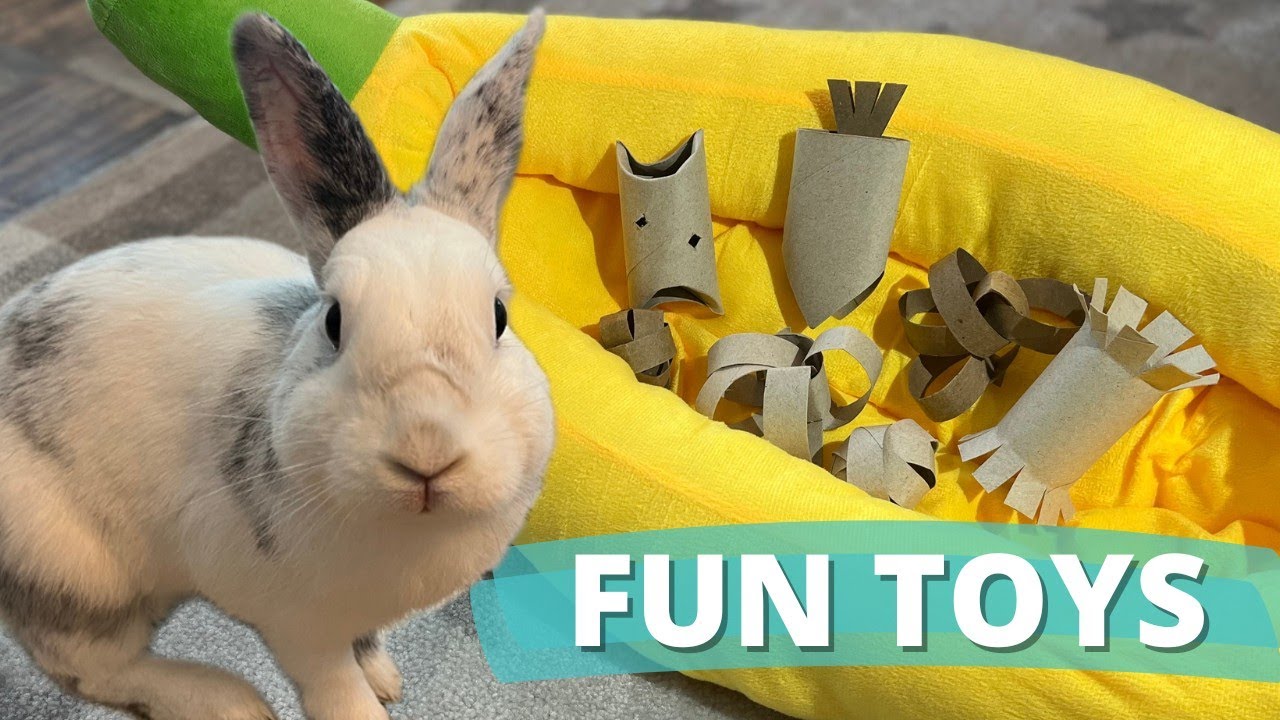 5 DIY Paper Roll Toys Your Rabbit Will Want!