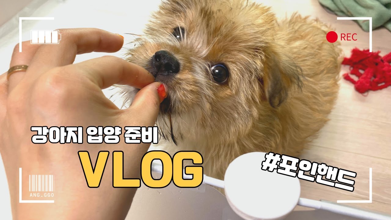 vlog _ 포인핸드 유기견 입양했어요, 강아지 입양준비, 새가족 태리