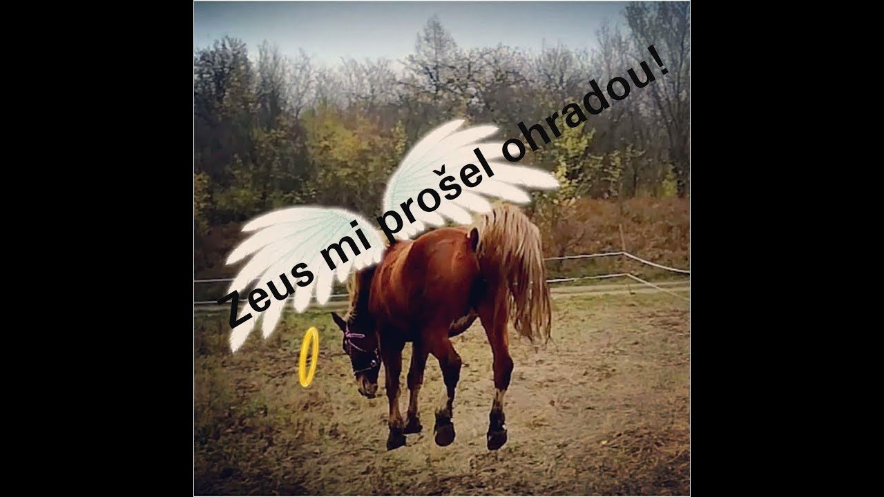 Ponděln&iacute; vlog od kon&iacute; -Utekl mi Zeus !!!Co dost&aacute;v&aacute; Bertik ? /Equi-geny