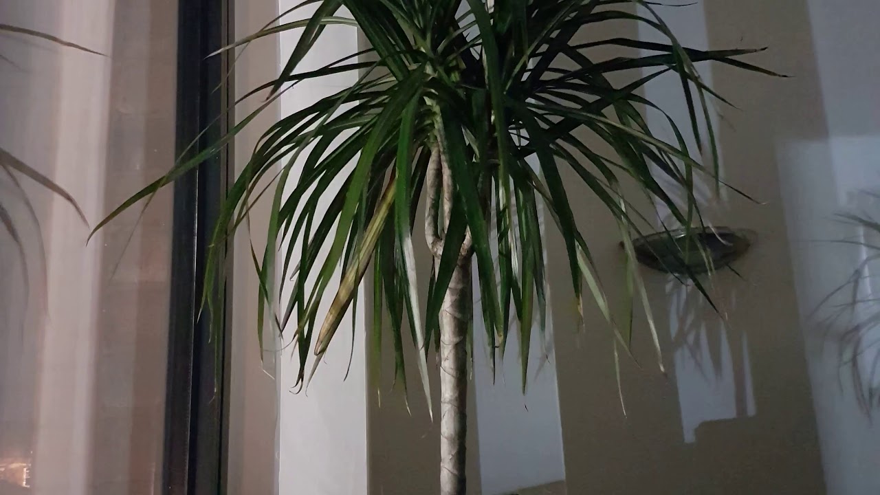 Dragon tree (Dracena marginata) plant 