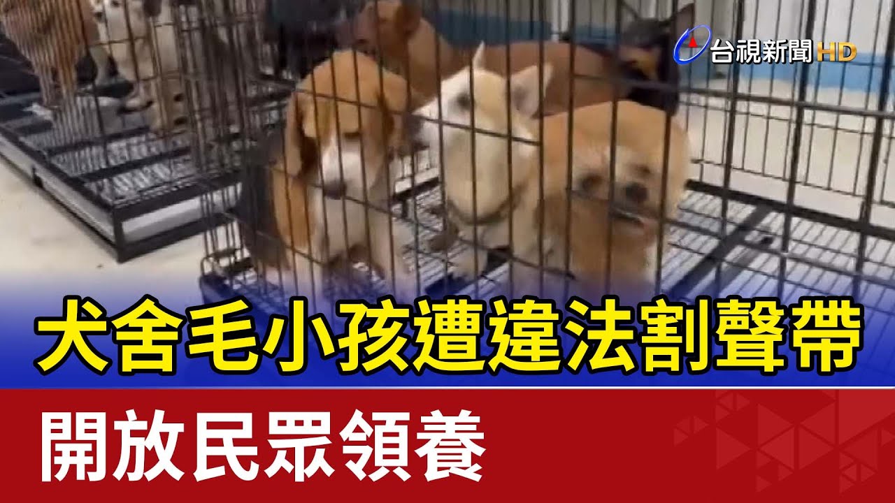 犬舍毛小孩遭違法割聲帶 開放民眾領養