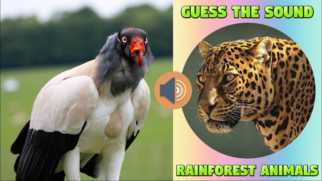Quiz on Rainforest Animals - Sound Guessing Game for Kids #quiz #kidslearning #animalnames #kiddizoo