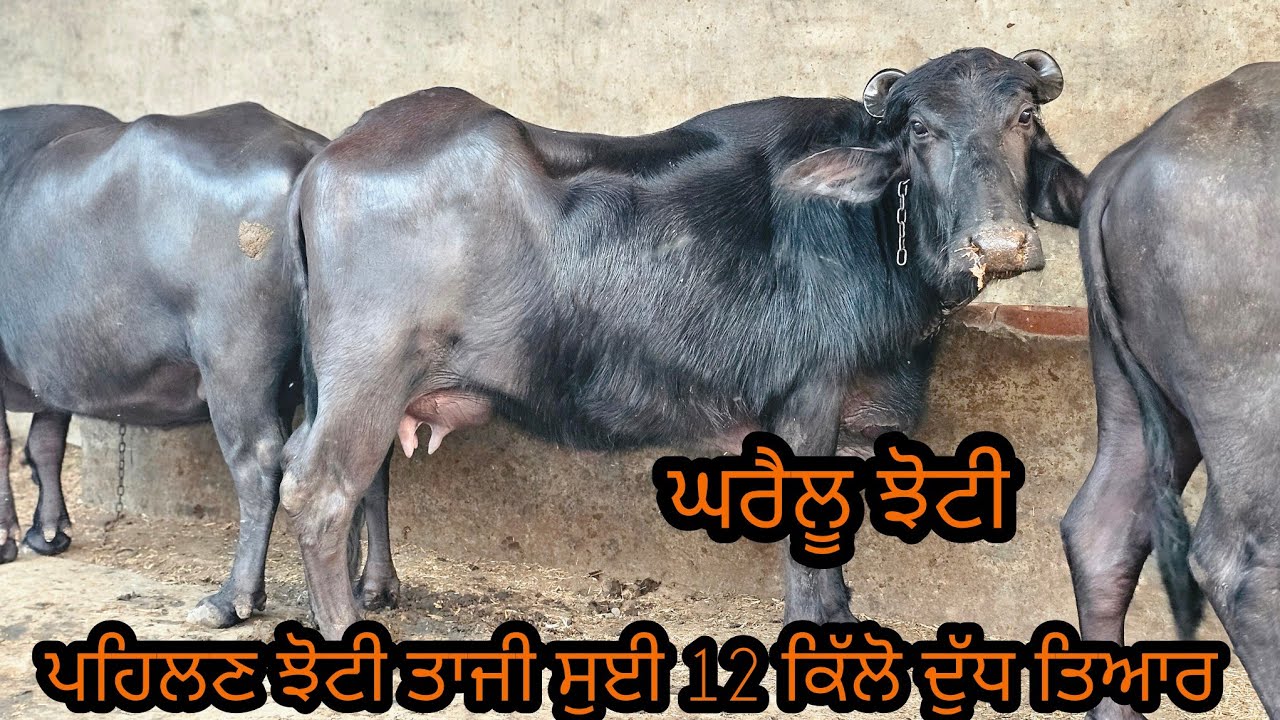 ਪਹਿਲਣ ਝੋਟੀ 12 ਕਿੱਲੋ ਦੁੱਧ ਕੰਡੇ ਤੋਲ ਕੈ ਖਰਿਦੋ ਘਰੈਲੂ ਪਰਿਵਾਰ ਕੋਲ ਆ ਮਿਤੀ 13-3-2026